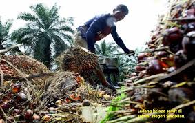 Inilah daftar harga sawit hari ini di bulan mei 2021 yang diperoleh dari berbagai sumber,harga tbs sawit hari ini atau harga sawit. Peniaga Buah Sawit Diberi Amaran Jangan Beli Harga Rendah Mykmu Net