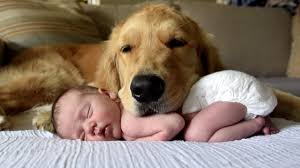The skull is broad and the muzzle is straight some of the golden's talents are hunting, tracking, retrieving, narcotics detection, agility. This Golden Retriever And Newborn Baby Girl Are Best Pals
