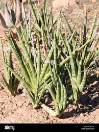 Image result for Sansevieria pearsonii