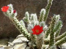 Image result for Austrocylindropuntia