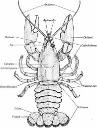 Image Detail For Crayfish Dissection Classical Conversations Homeschool Classical Conversations Cool Science Experiments