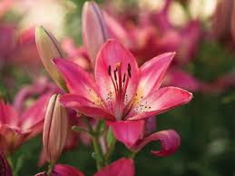Birds Of The Air And Lilies Of The Field The Gospels Affirm The Dominion Mandate For Research Day Lilies Institute For Creation Research Lilies Of The Field