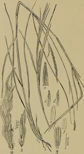 Image result for Elionurus tripsacoides