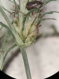 Image result for Fimbristylis squarrosa