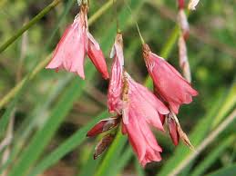 Image result for Dierama formosum/plowesii intermediates