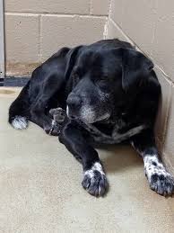 Animal shelters and rescues similar to polk county animal services offer temporary places for pets that have been lost or abandoned. 15 Year Old Dumped Senior Too Scared To Move From Corner At Georgia Shelter Pet Rescue Report