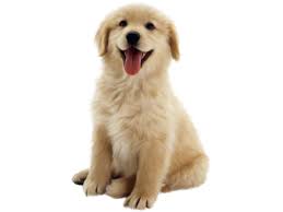 Golden Retriever Puppy Png Transparent Image Freepngimage Com Dessin