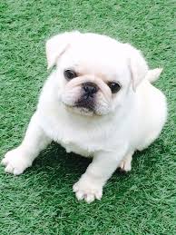 Black And Tan Pug Puppies For Sale Cute White Pug Puppy Black Pug Puppies Pug Puppies Cute Pug Puppies