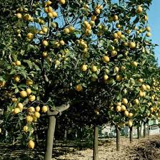 Limon ağacı i̇stekleri nelerdir ? Evde Limon Agaci Kis Bakimi Hastaliklar Ureme Fotograf Bahce Bitkilerinin Zararlilardan Ve Hastaliklardan Ilkbaharda Korunmasi