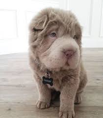 Meet Instagram S Newest Adorable Star Tonkey The Shar Pei Puppy Metro News Cute Animals Baby Animals Animals