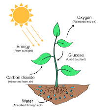 Process Of Photosynthesis Photosynthesis Photosynthesis Activities Photosynthesis Projects