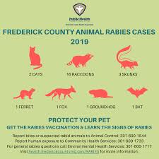 Rabies Frederick County Health Department Md