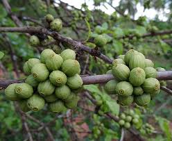 Image result for Coffea racemosa