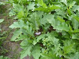 Image result for Solanum macrocarpon
