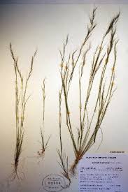 Image result for Aristida scabrivalvis