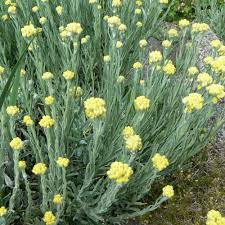 Image result for Helichrysum aureum