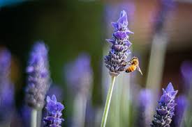 Choose blue, purple and yellow: Attracting Bees To Help Your Garden Jimsmowing Com Au