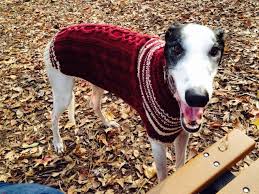 We did not find results for: Fabulous Whippet Sweaters On Etsy To Keep Your Little Friend Cozy