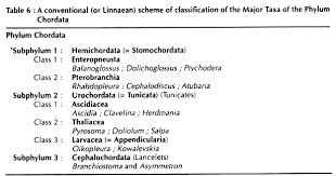 Phylum Chordata Meaning Features And Ancestry Biology