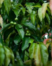 Image result for Flacourtia