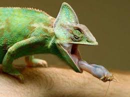 Out Of Africa Chameleons Migrated By Sea Facts and information about chameleon. out of africa chameleons migrated by sea