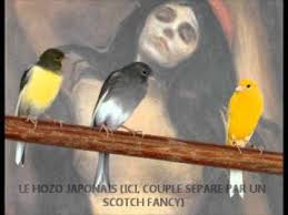 Comment Choisir Un Canari La Chaine Des Oiseaux A Bec Droit Youtube