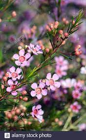 Pink Flowers Of An Australian Native Geraldton Wax Cultivar Cwa Pink Chamelaucium Uncinatum Family Myrtaceae Endemic To Western Australia Winter Stock Photo Alamy