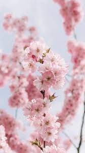 A Cherry Blossom Wallpaper You Can Use To Brighten Up Your Phone Cherry Blossom Wallpaper Cherry Blossom Background Beautiful Flowers Wallpapers