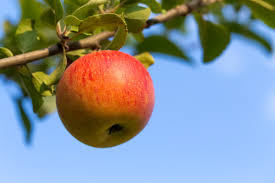 Welche apfelsorte eignet sich zum backen? Apfelsorte Goldparmane Steckbrief Plantura