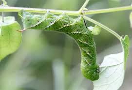 These green worms in your tomato plants called the tomato hornworm,a large caterpillar that grew about 4 inches long.the evolve of this insect is the hummingbird moth. How To Prevent Tomato Worm Damage Planet Natural