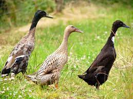 Enten und ihre jungvögel werden von greifvögeln wie seeadler, habichten und falken bedroht. Laufenten Halten Das Ist Zu Beachten Selbermachen De