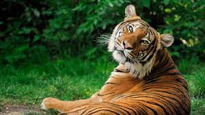 Sep 01, 2021 · here are 80 fun pop culture trivia questions with answers, covering the kardashians, music, tv, movies, and celeb trivia. Wild Creatures Tiger Quiz Questions And Answers
