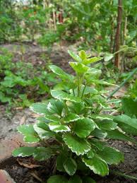 Image result for Coleus sylvestris
