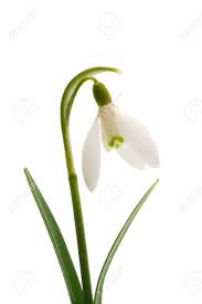 Snowdrop Flower Buy Best Flower Wallpaper