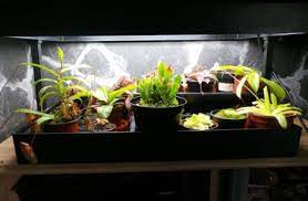Find out just how long that backlog will. Learn How Long To Keep Grow Lights On Plants 6h 16h