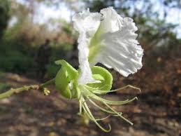 Image result for Berlinia grandiflora