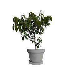 An erect, evergreen tree, with rough bark and long spreading branches can reach as high as 40 feet when full grown. Longan Tree For Sale Online Citrus Com