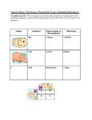 Lesson 3 homework practice properties of operations answer key page 73 lesson 3 homework practice properties of operations answer key page 73. 11 2f6 Amoeba Sisters Video Recap And Practice Problems Docx Monohybridcrosses Vocabulary Practice Fill In Missing Boxes Assuming That Having Hair Course Hero