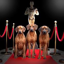 redcarpet oscars2017 oscarnight oscars girls ridgebacks rhodesianridgebacksofinstagram