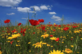 Bello bordo della siluetta scura del dente di leone su chiaro fondo, fiore selvaggio del taraxacum, carta da parati naturale alla moda Fiori Di Campo Il Sedile