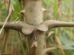 Image result for Anthocleista