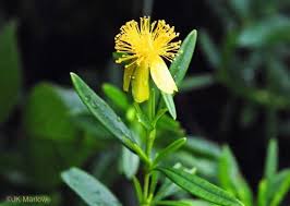 Image result for Hypericum humbertii