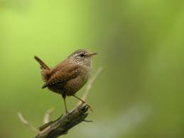 pin by lori warner on a n i m a l s backyard birds wren little birds