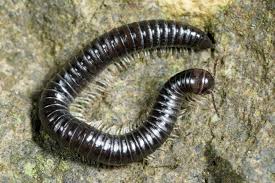Grows up to 2 inches long 4. White Legged Snake Millipede Cave Animal Of The Year 2018
