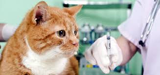 Next comes the closure of connective tissue and fat between the body wall and skin. What Is Buprenorphine Used For In Cats Catster