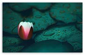 Water Lily Hd Desktop Wallpaper Widescreen High Definition Fullscreen Mobile Dual Monito Lily Wallpaper Nature Desktop Wallpaper Hd Nature Wallpapers