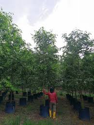 Pokok merawan siput jantan dengan nama saintifiknya hopea odorata. Scientific Bu Seng Chong Holdings Sdn Bhd å·«æˆæ˜ŒæŽ§è‚¡æœ‰é™å…¬å¸ Facebook