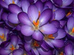 Suzanne Pardue On Twitter Purple Flowers Wallpaper Beautiful Flowers Wallpapers Purple Flower Pictures