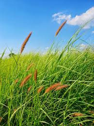 Image result for Anthephora pubescens