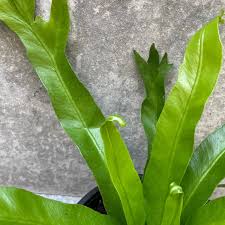 Image result for Asplenium ceii